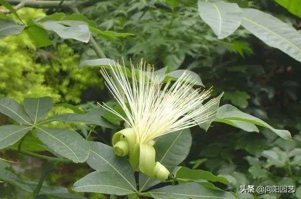 发财树会开花吗（发财树能结果子，种子泡在水中，泡上24小时，成活率百分百）