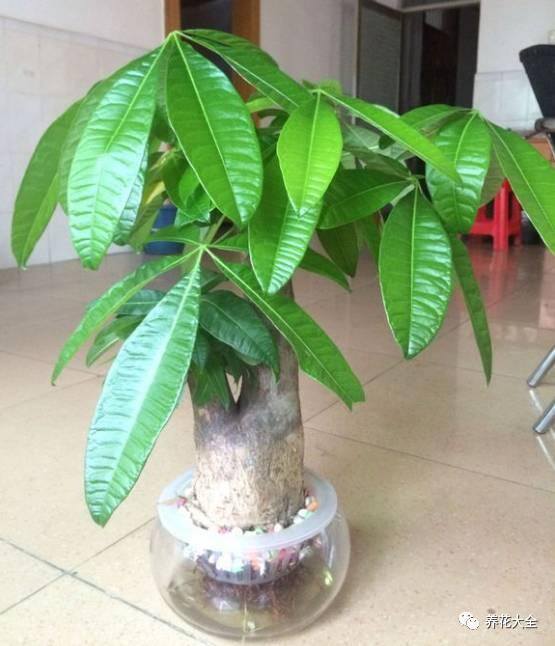 水培发财树（发财树不好养，容易烂根，学会水培发财树，简单多了）