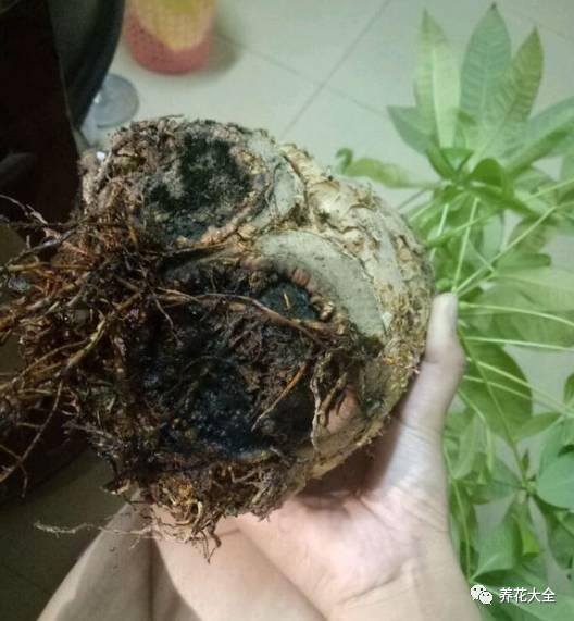 水培发财树（发财树不好养，容易烂根，学会水培发财树，简单多了）