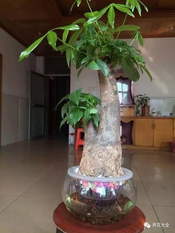 水培发财树（发财树不好养，容易烂根，学会水培发财树，简单多了）