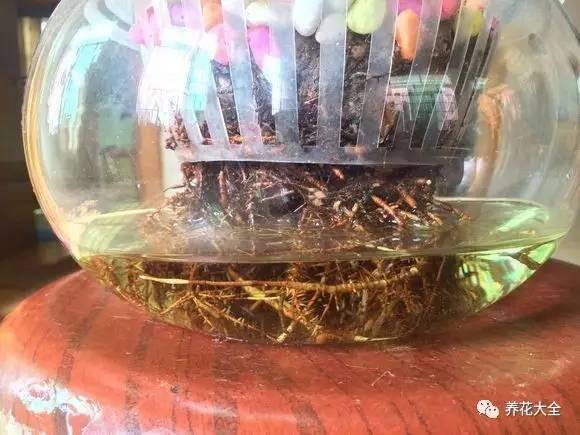 水培发财树（发财树不好养，容易烂根，学会水培发财树，简单多了）