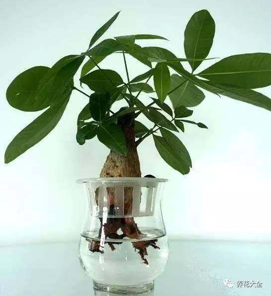 水培发财树（发财树不好养，容易烂根，学会水培发财树，简单多了）