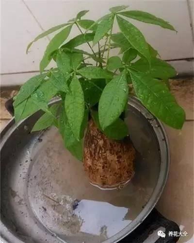 水培发财树（发财树不好养，容易烂根，学会水培发财树，简单多了）