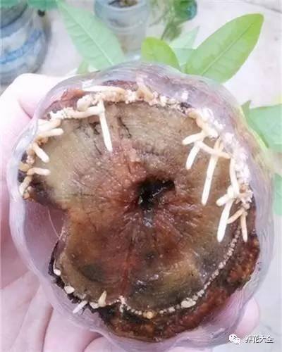 水培发财树（发财树不好养，容易烂根，学会水培发财树，简单多了）
