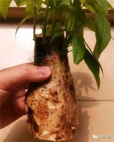 水培发财树（发财树不好养，容易烂根，学会水培发财树，简单多了）
