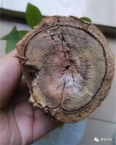 水培发财树（发财树不好养，容易烂根，学会水培发财树，简单多了）