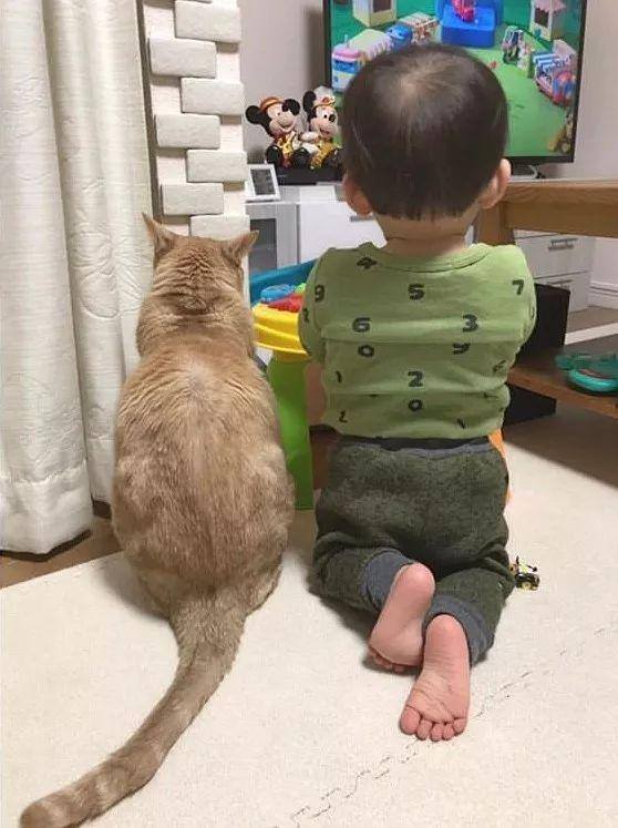 养猫好吗（养猫有这7大好处！不瞒你说，这是有科学依据的，别不信！）