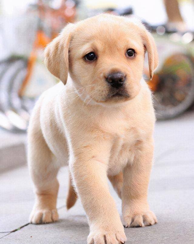新手适合养什么狗（最好养的6种宠物犬，给它们吃的就能养活，很适合新手饲养！）