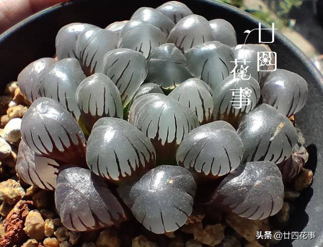 10种公认阳台最好养的多肉（阳台养多肉植物，光照不足，叶片会徒长的5种品种）