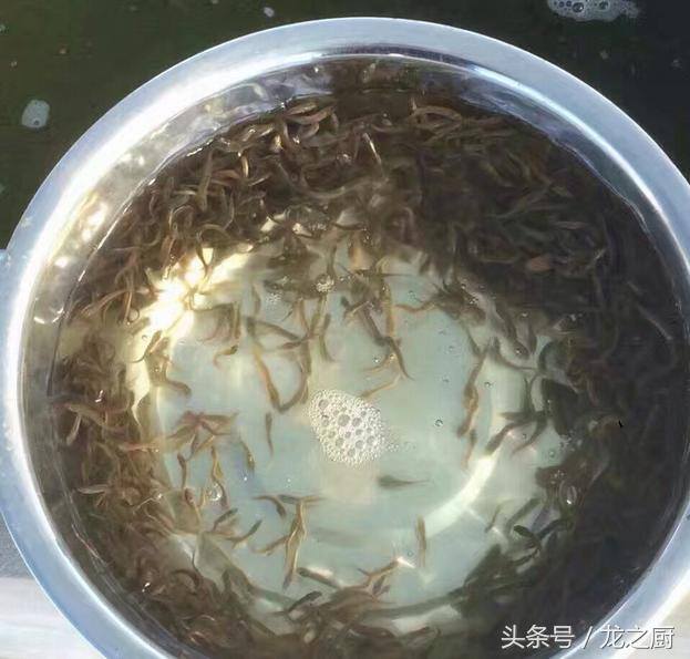 大棚泥鳅养殖（农民李大哥搭建的养殖大棚，如今靠“它”发家致富）