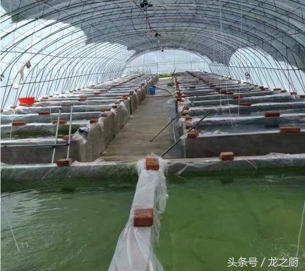 大棚泥鳅养殖（农民李大哥搭建的养殖大棚，如今靠“它”发家致富）