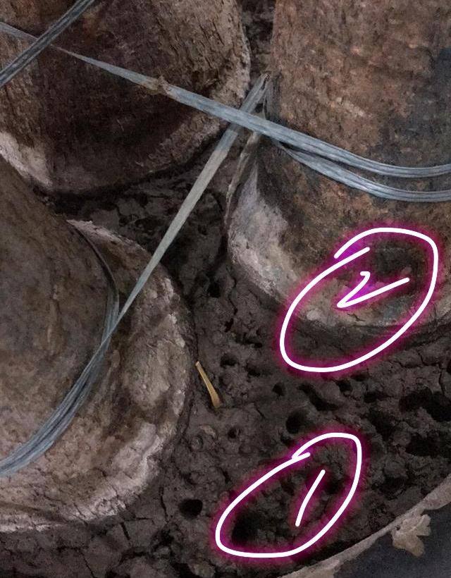 发财树如何浇水（浇水烂根的发财树还能救吗，教你3个发根技巧）