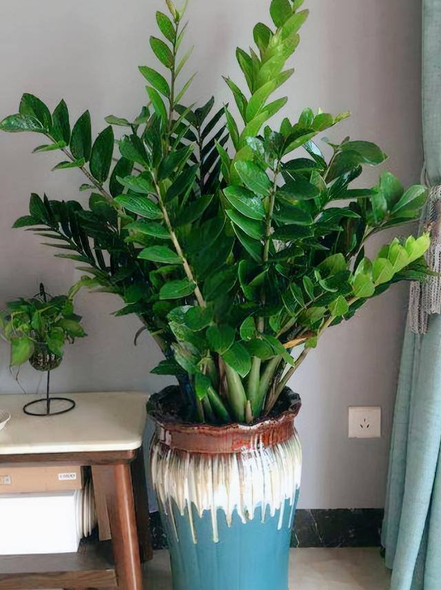 发财树放在客厅什么位置好（客厅养这几种植物，寓意着财运亨通，财运亨通）