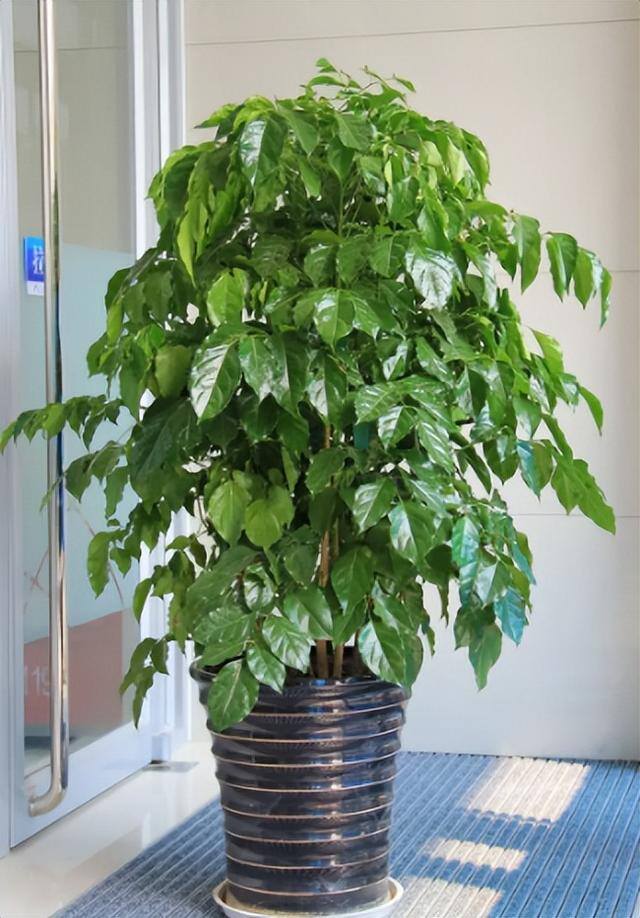 家里阳台种什么植物风水好又旺财（家里养这6种植物，寓意着招财进宝，寓意着财运好）