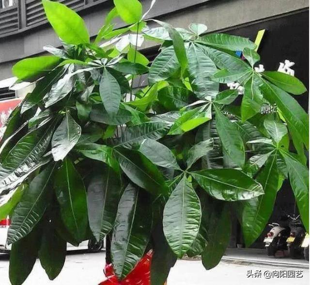 发财树会开花吗（发财树能结果子，种子泡在水中，泡上24小时，成活率百分百）