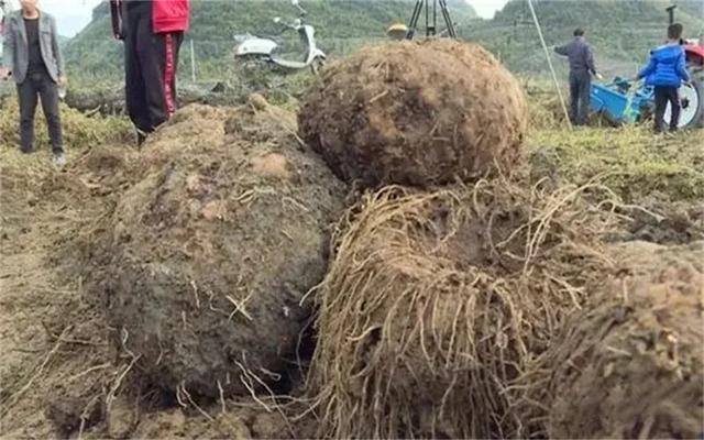 农村土地种植什么最赚钱（农村种植什么作物亩收入过万？）