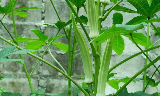 农作物种植什么赚钱（口罩事件之后，农村种植什么蔬菜比较好？）