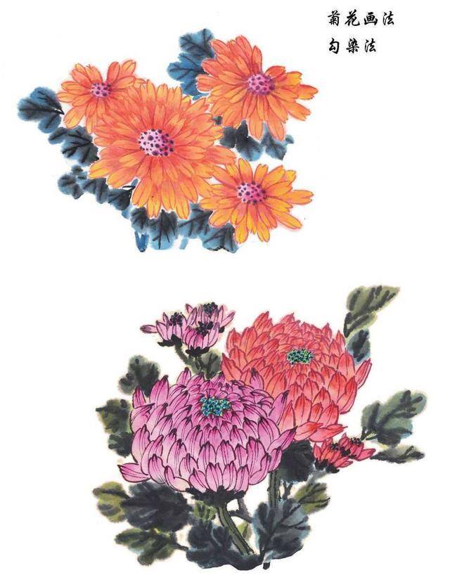 绘画技法教程（菊花的绘画技法）