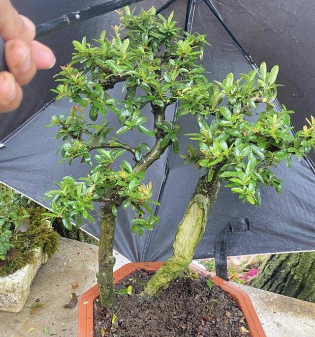 进门放什么植物风水好（“富不富，门前树”，家里养4种树，旺运增财气，寓意好！）