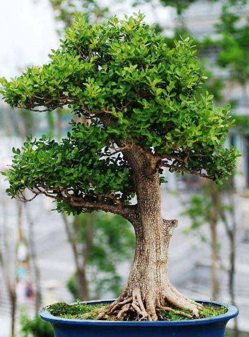 一进门口摆放什么植物旺风水（家里种这7种树，寓意吉祥，富贵又吉祥）