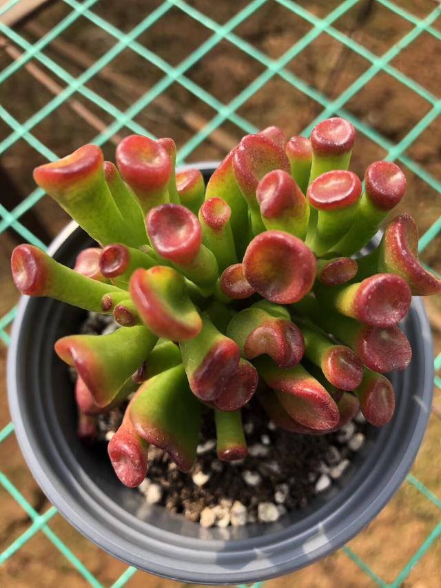 发财树放在客厅什么位置好（客厅养这几种植物，寓意着财运亨通，财运亨通）