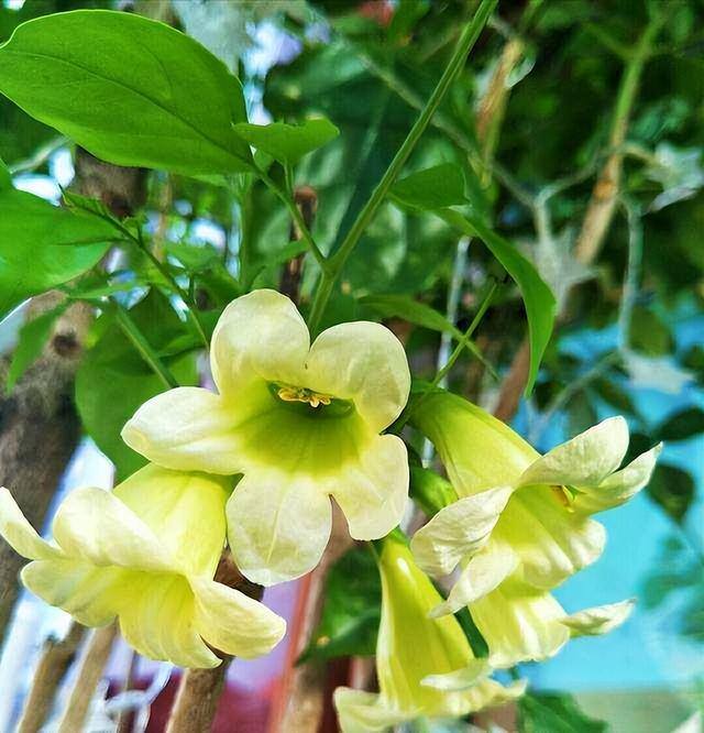 适合客厅养的大型植物有哪些（家里养这几种树，好兆头！）
