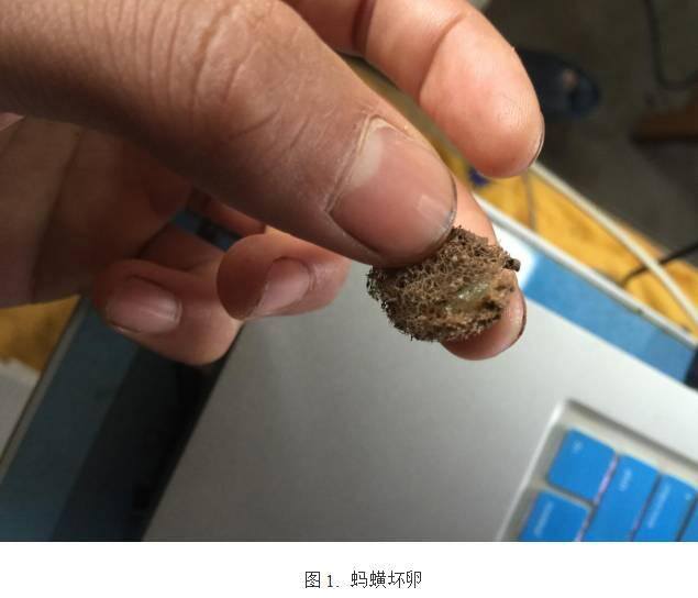 养殖水蛭（蚂蟥育苗阶段死卵的症状、原因和措施）
