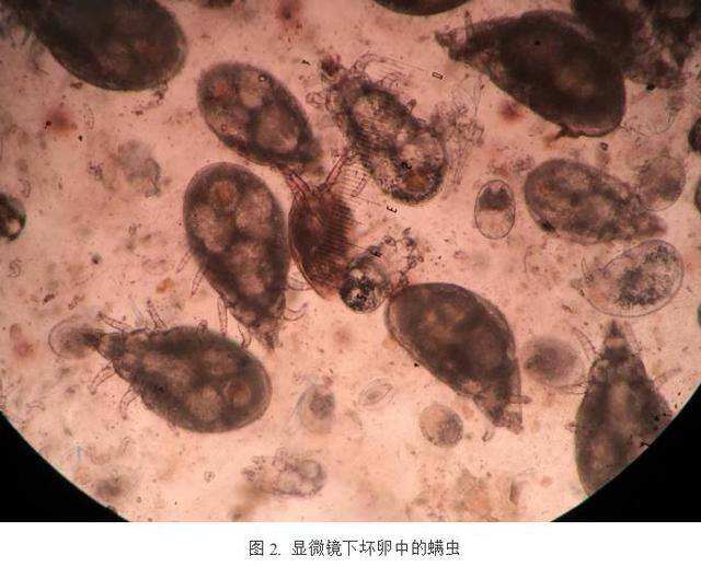 养殖水蛭（蚂蟥育苗阶段死卵的症状、原因和措施）