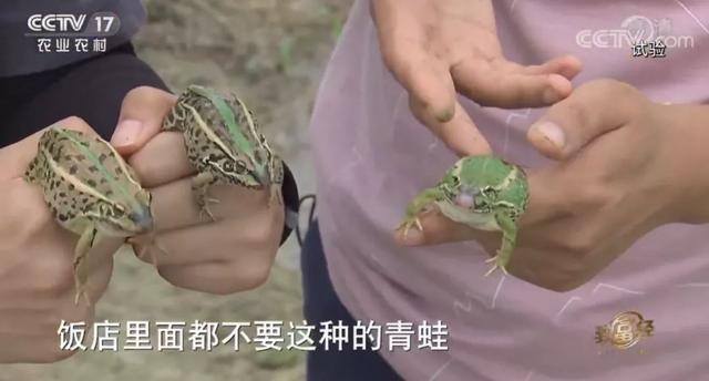 浙江女孩养殖蟾蜍致富（青蛙市场价格暴跌）
