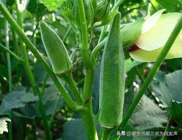 种植什么药材周期短还赚钱（农村种植紫色大白菜赚钱吗？）