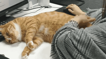 养猫好吗（养猫有这7大好处！不瞒你说，这是有科学依据的，别不信！）