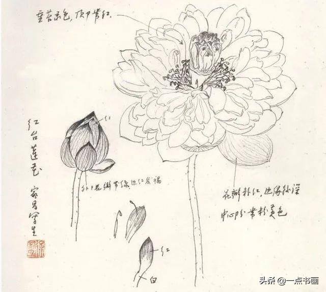 荷花怎么画漂亮又复杂（写意荷花的画法）