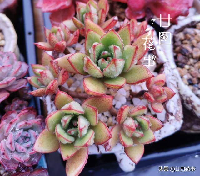 10种公认阳台最好养的多肉（阳台养多肉植物，光照不足，叶片会徒长的5种品种）