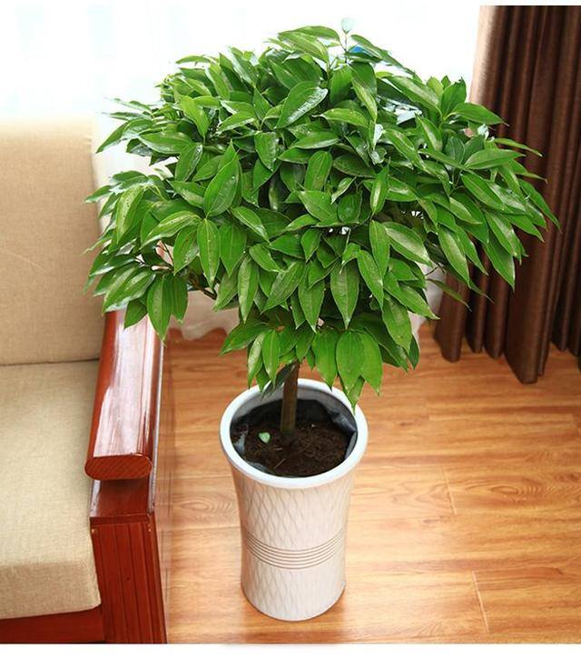 发财树放在客厅什么位置好（客厅养这几种植物，寓意着财运亨通，财运亨通）