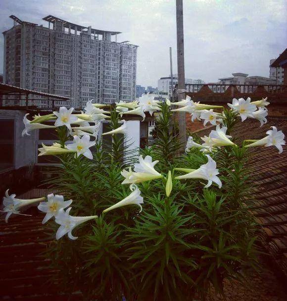 种花赚钱的软件（家里养芦荟，养成这样，一盆变多盆！）