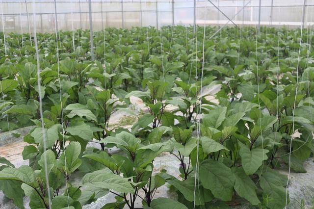 种蘑菇一年能挣多少钱（95后小哥回到农村老家种植平菇3个大棚半年赚了20万）