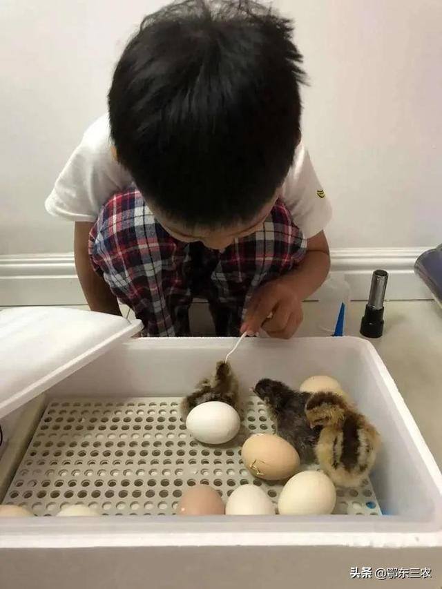 自己在家如何孵化小鸡（孵化小鸡的方法）
