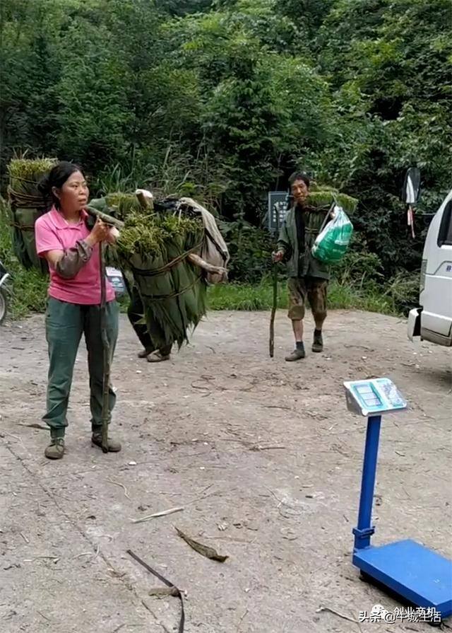 菜市场冷门商机（广西老板下乡大量收购粽叶，年赚100万）