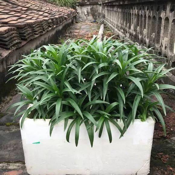 种花赚钱的软件（家里养芦荟，养成这样，一盆变多盆！）