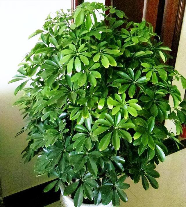 家里阳台种什么植物风水好又旺财（家里养这6种植物，寓意着招财进宝，寓意着财运好）