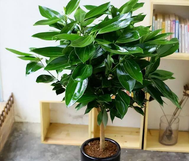 家里阳台种什么植物风水好又旺财（家里养这6种植物，寓意着招财进宝，寓意着财运好）
