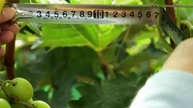 种葡萄一亩地能挣多少钱（农村小伙种葡萄，一年能赚100多万元，他是如何做到的？）