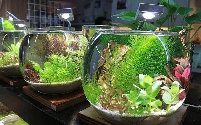 投资小利润高的生意（胜洋水草休闲农场——水草养殖、餐饮、diy）