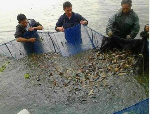 养泥鳅要具备什么条件怎么养（泥鳅养殖利润有多少？）