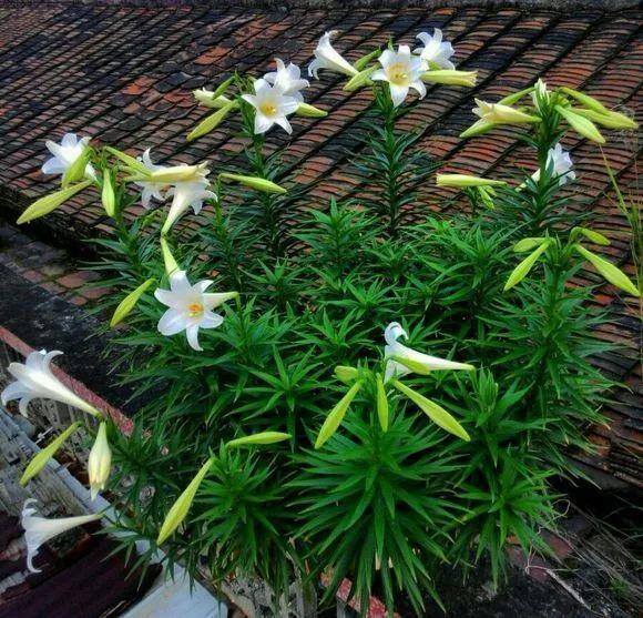 种花赚钱的软件（家里养芦荟，养成这样，一盆变多盆！）