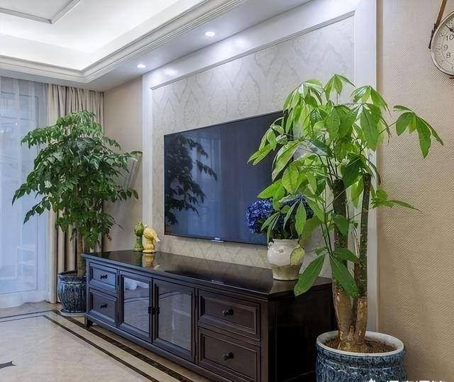 适合客厅养的大型植物有哪些（家里养这几种树，好兆头！）