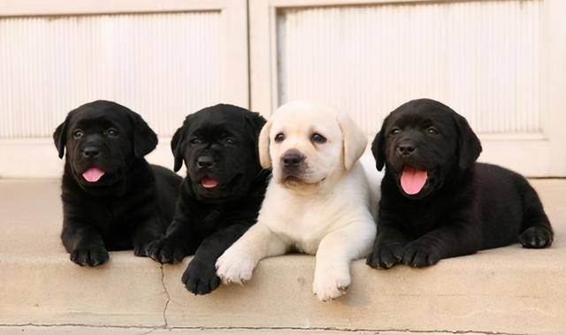 新手适合养什么狗（最好养的6种宠物犬，给它们吃的就能养活，很适合新手饲养！）