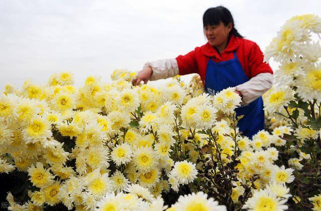目前农村种植什么最好赚钱（农民种植这些农作物，一亩地能赚多少钱？）