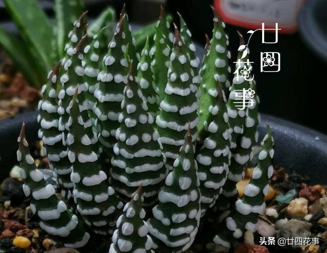 10种公认阳台最好养的多肉（阳台养多肉植物，光照不足，叶片会徒长的5种品种）