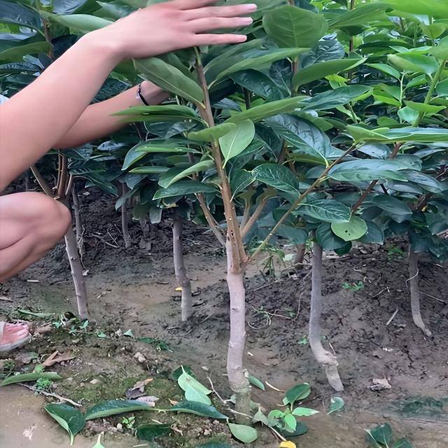 小型室内种植致富（阳台种上这几种水果树，果子多又甜蜜，好吃又好看！）